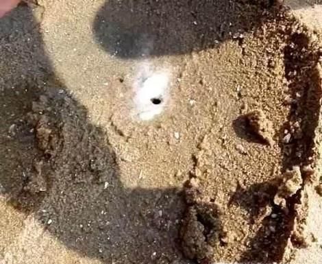 海边如何抓蛏子，方法技巧