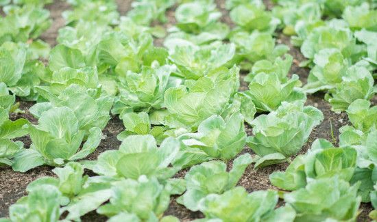 羽衣甘蓝能生吃吗