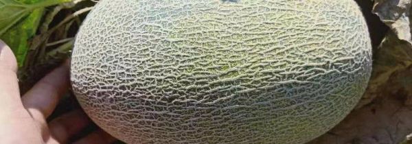 哈密瓜17号和25号区别