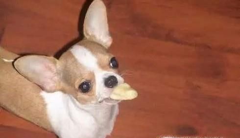 怎么训练吉娃娃狗