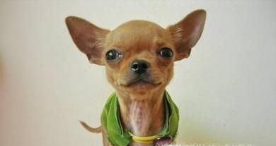 怎么训练吉娃娃狗