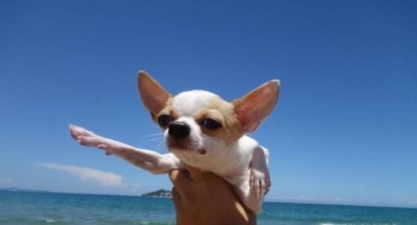 怎么训练吉娃娃狗