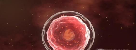 细胞衰老的相关知识点