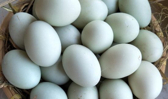 鸭蛋可以炒西红柿吗