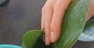 怎么包粽子包粽子有哪些程序