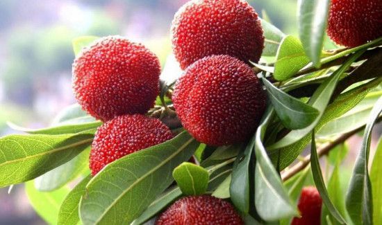 杨梅果子的功效与作用