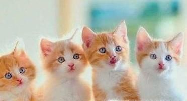 小猫生跳蚤怎么办