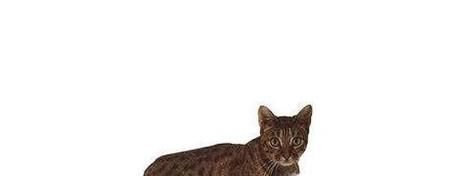 小猫生跳蚤怎么办