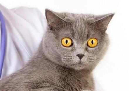 小猫生跳蚤怎么办