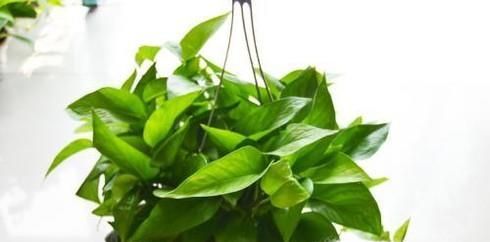 绿萝的养殖与繁殖技巧