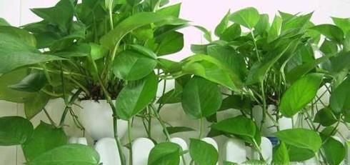 绿萝的养殖与繁殖技巧