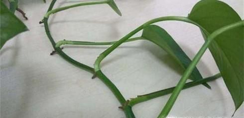 绿萝的养殖与繁殖技巧