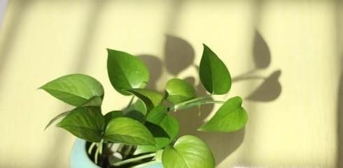 绿萝的养殖与繁殖技巧