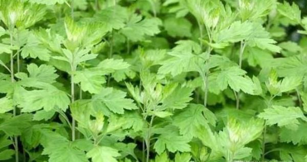 艾草的种植技术及养护方法