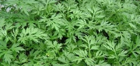 艾草的种植技术及养护方法