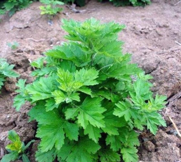 艾草的种植技术及养护方法