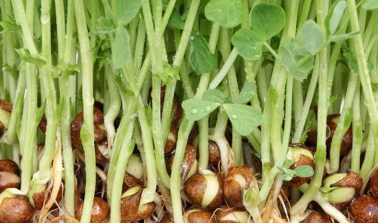 发芽的豌豆粒可以吃吗