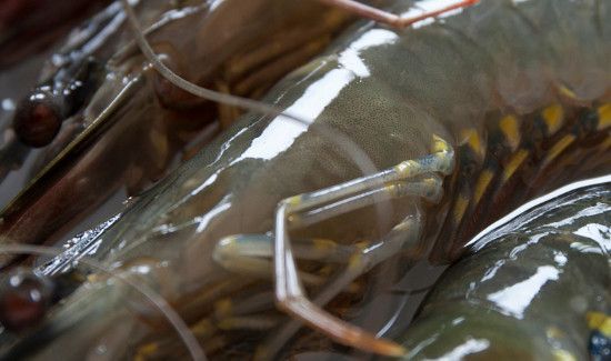 基围虾死了多久不能吃