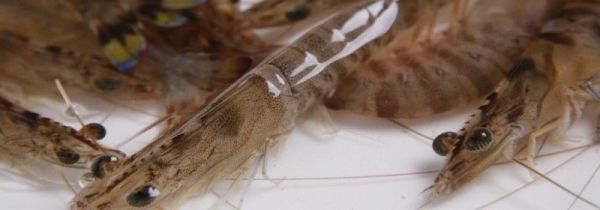 基围虾死了多久不能吃