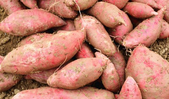 红薯切开有白点还能吃吗