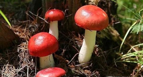 怎样识别真假大红菌