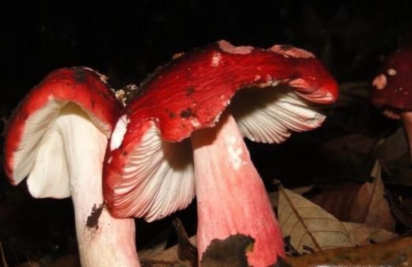 怎样识别真假大红菌