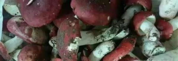 怎样识别真假大红菌