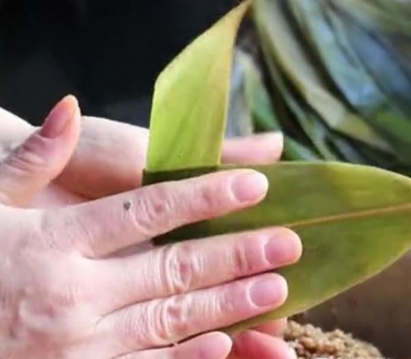 端午节粽子是怎样包的呢