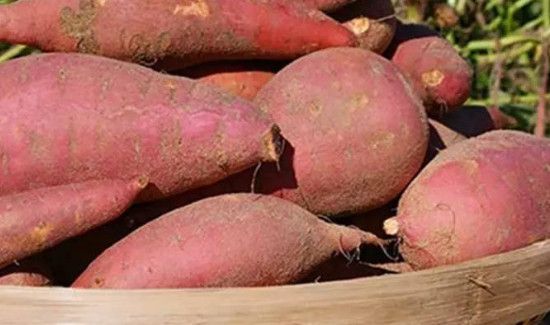 地瓜长紫色芽还能吃吗