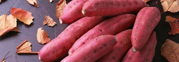 地瓜长紫色芽还能吃吗