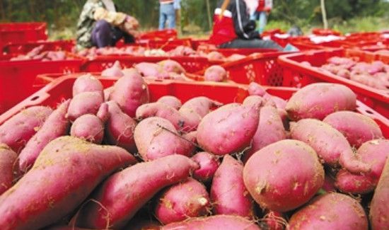 地瓜长紫色芽还能吃吗