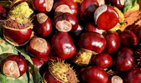 板栗发芽了还能吃吗