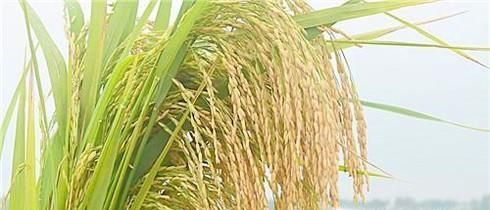 农家人怎样做粽子绳？