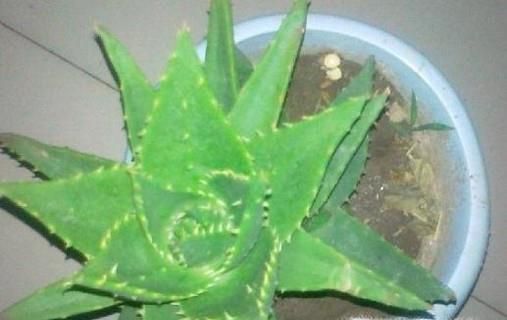 芦荟叶子为什么会干瘪