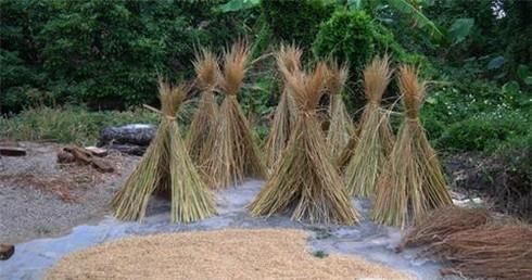 农家人怎样做粽子绳？