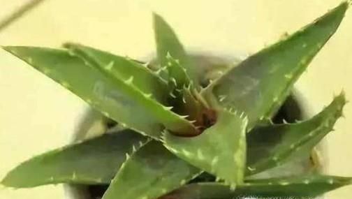 芦荟叶子为什么会干瘪