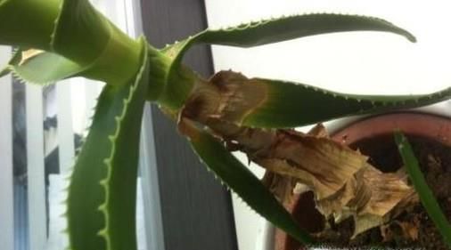 芦荟叶子为什么会干瘪