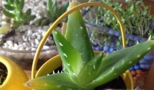 芦荟叶子为什么会干瘪