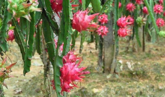 火龙果可以和香蕉一起榨汁吗