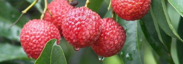 荔枝没有冰箱怎么保存