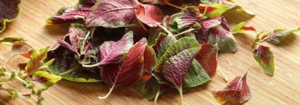 苋菜和空心菜能同炒吗