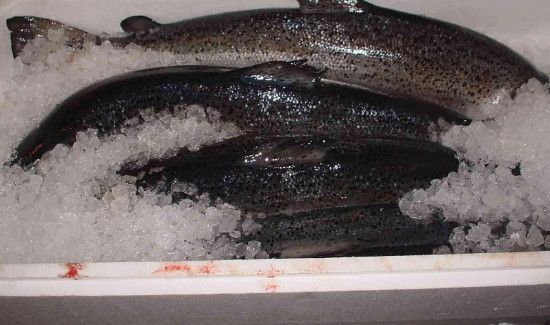 三文鱼冷冻能保存多久