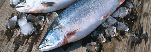 三文鱼冷冻能保存多久