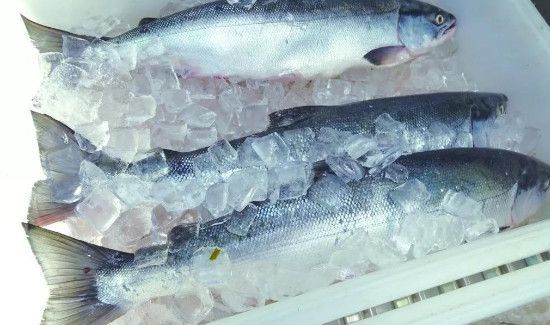 三文鱼冷冻能保存多久