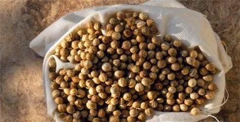 如何种好香菜？