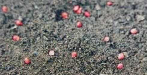 如何种好香菜？