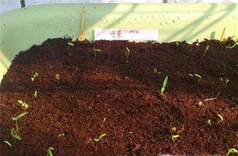 如何种好香菜？