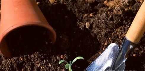 如何种好香菜？