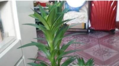 食用百合的种植技术