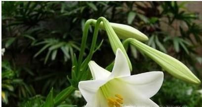 食用百合的种植技术